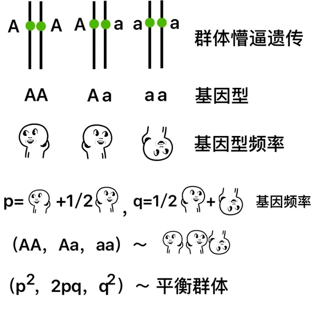群体懵逼遗传，基因型，基因频率型，平衡群主（群体懵逼遗传，基因型，基因频率型，平衡群主）