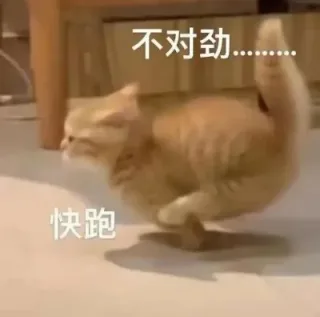 不对劲快跑(猫猫表情包)
