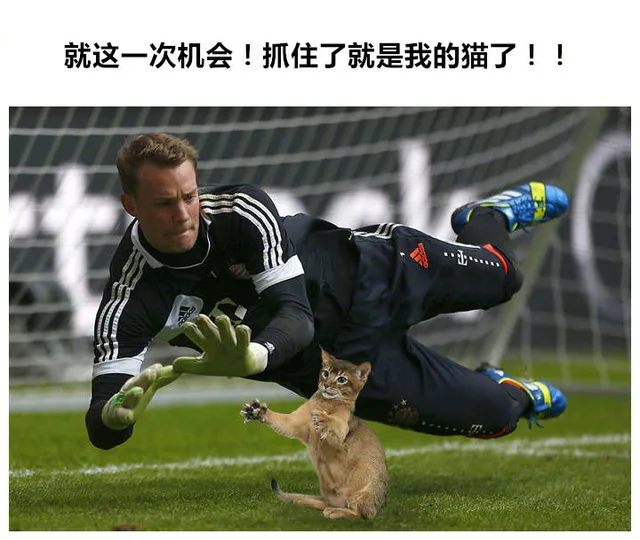 就这一次机会!抓住了就是我的猫了!!