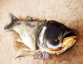 咸鱼