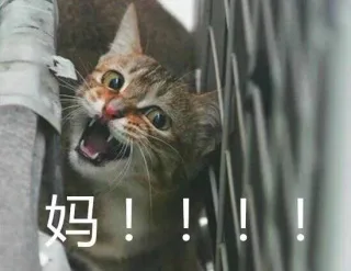 妈！！！（喵星人）