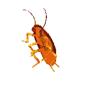 彩色蟑螂动图表情包（彩色蟑螂动图表情包）