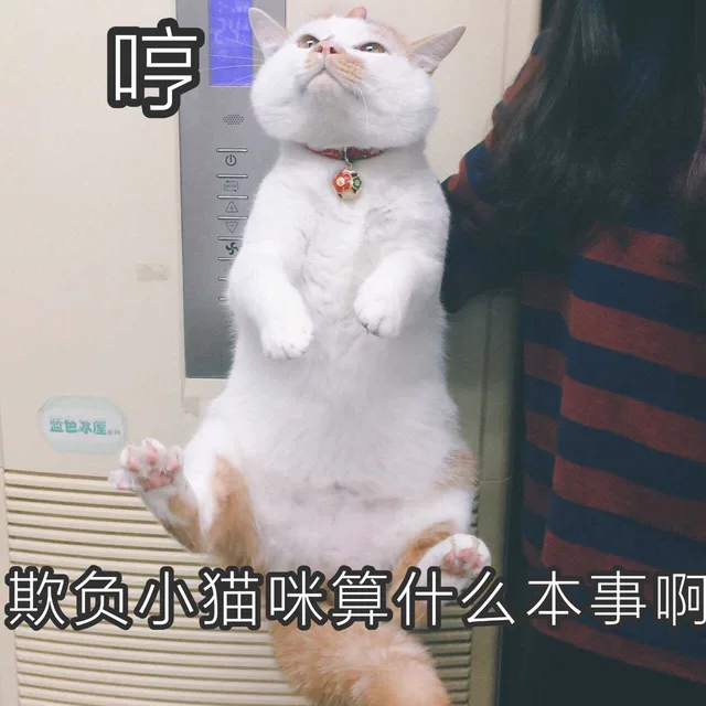 哼监色冰列欺负小猫咪算什么本事啊