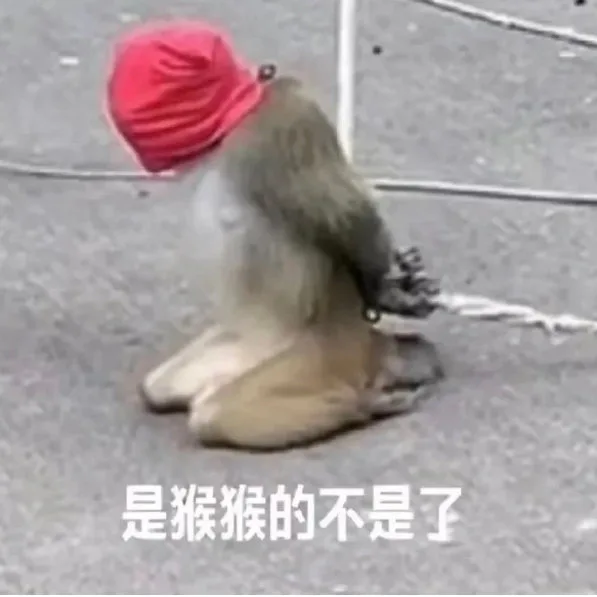 是猴猴的不是了（是猴猴的不是了）