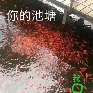你的池塘我（你的池塘我）