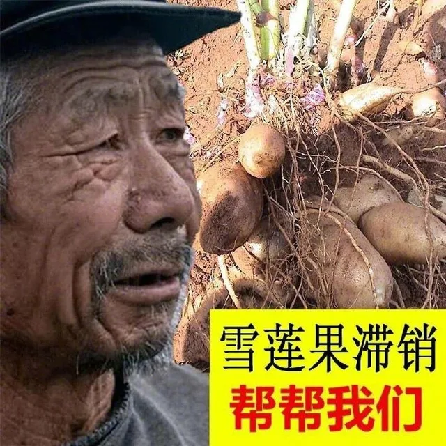 雪莲果滞销帮帮我们