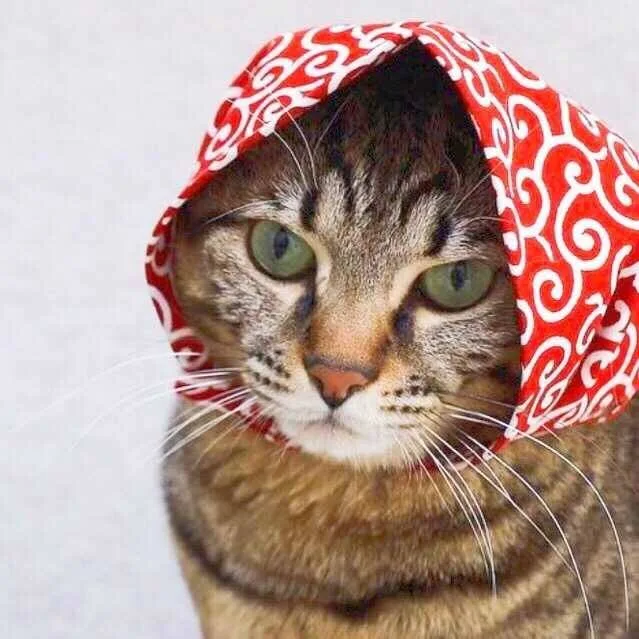 裹花头巾的猫