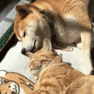 猫咪滚向狗子怀里