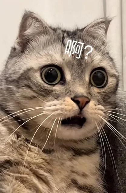 猫咪惊呆表情包（猫咪惊呆表情包）