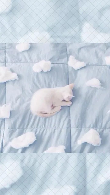 猫咪壁纸