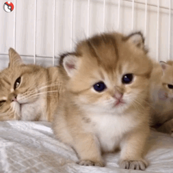 什么什么 猫咪表情包