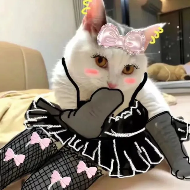 捂嘴笑骚猫表情包（捂嘴笑骚猫表情包）