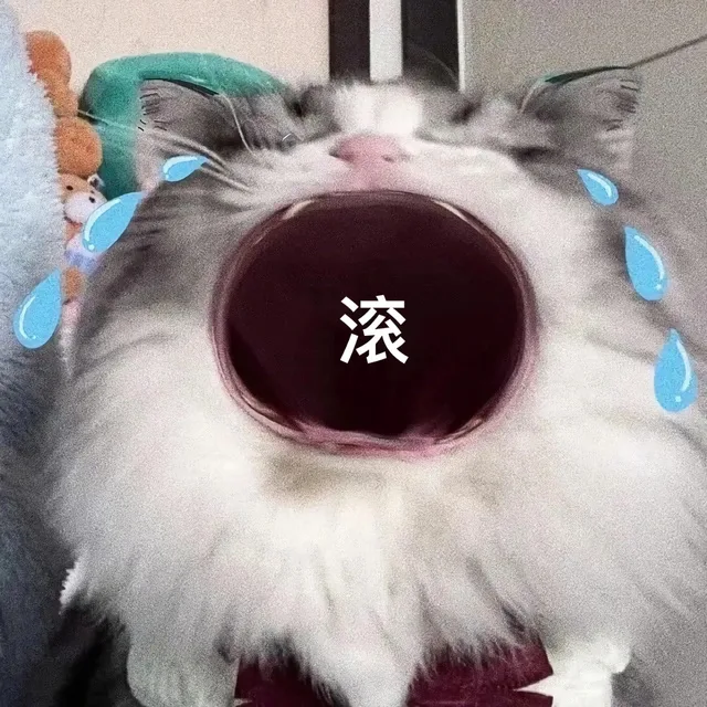 猫咪张大嘴哭大嘴猫