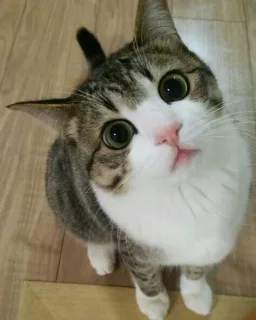 猫咪歪头杀