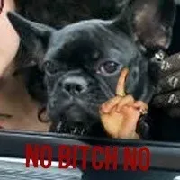 NO BITCH NO