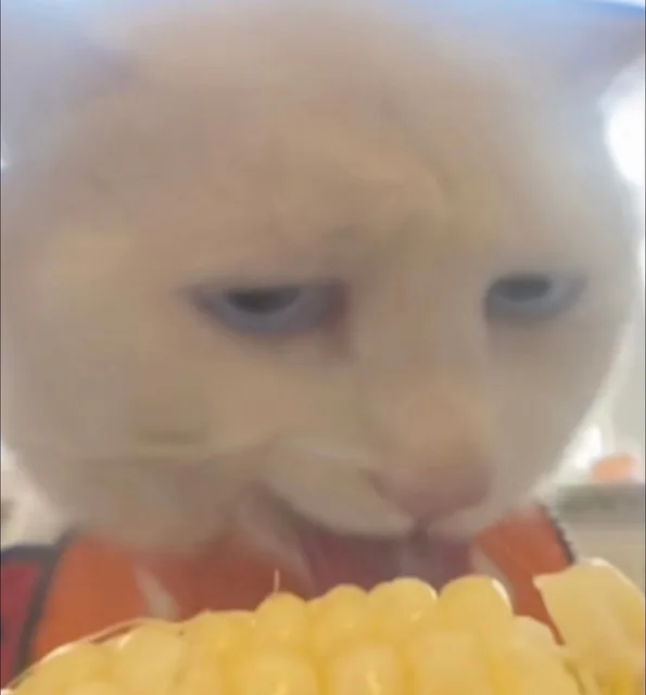 （奇怪的猫猫表情包_猥琐）