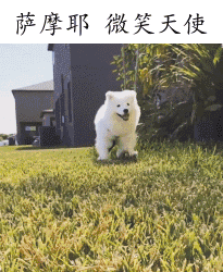 萨摩耶 微笑天使（萨摩耶 微笑天使）