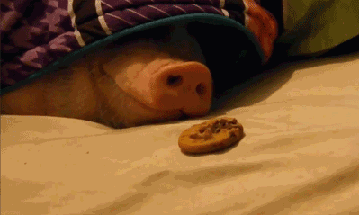 据说是冬天的你_猪