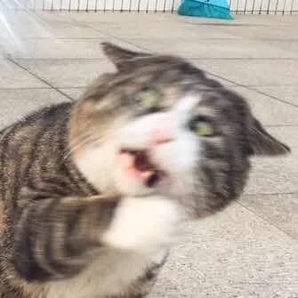 奇怪猫猫表情包（奇怪猫猫表情包）