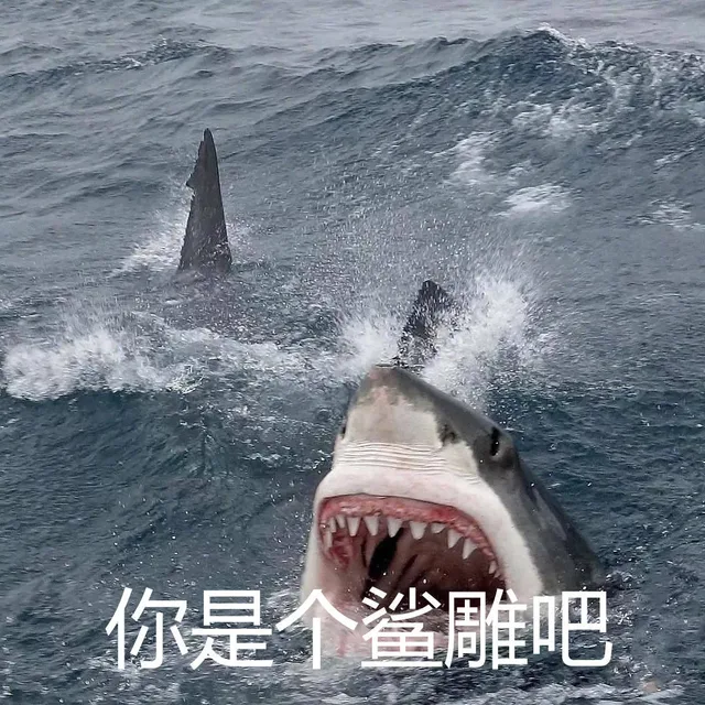 你是个鲨雕吧