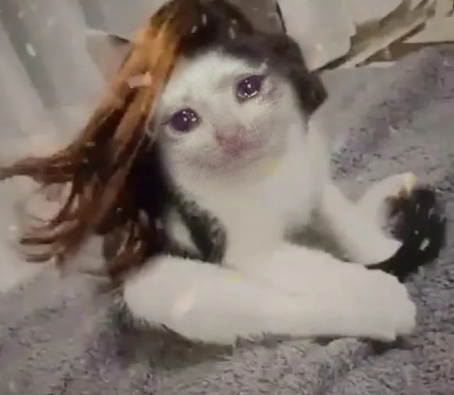 流泪长发猫咪