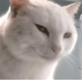 猫猫动图表情包（猫猫动图表情包）