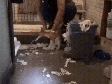 主人让猫咪捡起自己打翻的垃圾（主人让猫咪捡起自己打翻的垃圾）
