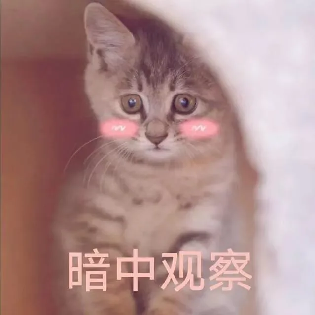 暗中观察（猫咪表情包）（暗中观察（猫咪表情包））