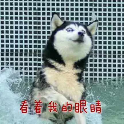 每天都被自己遇瞎（哈士奇）_搞笑_汪星人表情包