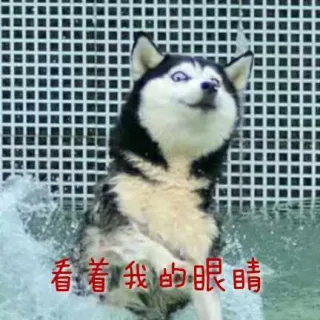 每天都被自己遇瞎（哈士奇）_搞笑_汪星人表情包
