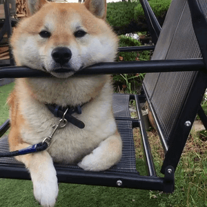柴犬在摇椅上的悠闲狗生动图（柴犬在摇椅上的悠闲狗生动图）