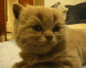 猫咪犯困