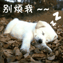 别烦我（别烦我）