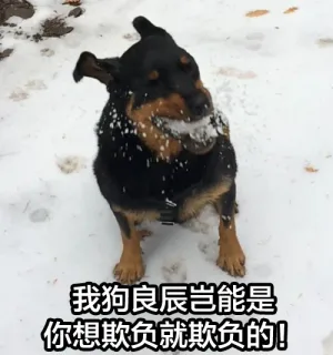 我狗良辰岂能是你想欺负就欺负的！