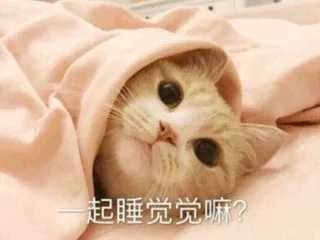 猫咪：一起睡觉觉嘛？表情包