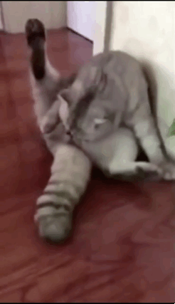 猫咪：我的小宝贝呢 惊慌