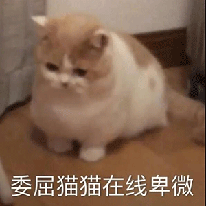 委屈猫猫在线卑微（委屈猫猫在线卑微）
