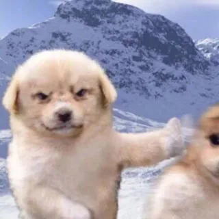 推脑袋的狗狗情侣头像