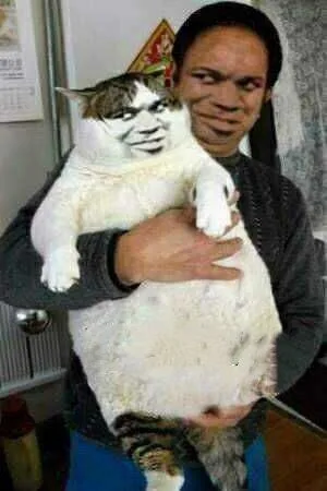 抱住变脸猫（抱住变脸猫）