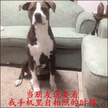汪星人演绎人类心理状态_汪星人表情包