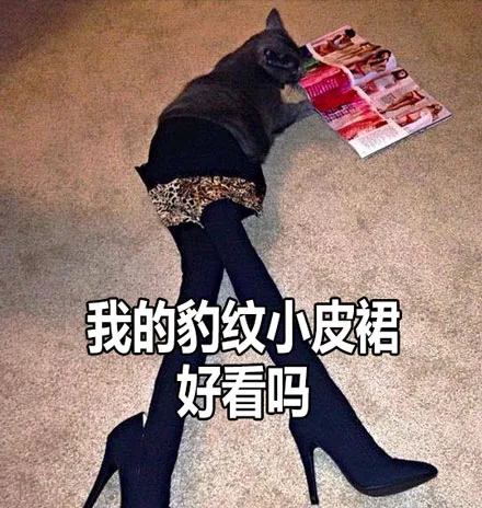我的豹纹小皮裙，好看吗（我的豹纹小皮裙，好看吗）
