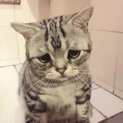 流泪猫猫头（流泪猫猫头）