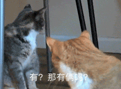 有？那有俩猫吗