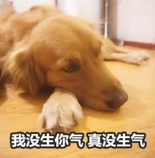 我没生你气真没生气