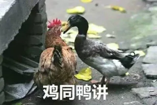 鸡哥真的是很社会 _鸡表情包