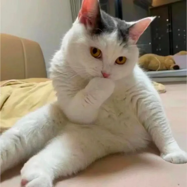 捂嘴笑骚猫表情包（捂嘴笑骚猫表情包）