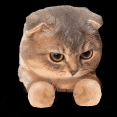 猫猫打拳 GIF 动图表情包（猫猫打拳 GIF 动图表情包）