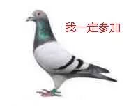 咕咕咕鸽子表情包系列_鸽子
