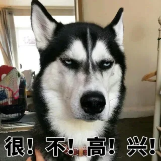 二哈哈士奇系列_二哈_哈士奇表情包