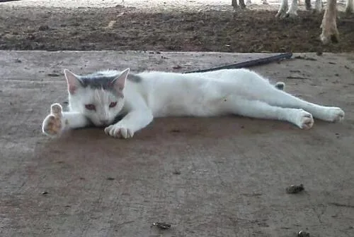 猫咪竖起了大拇指，老哥稳（猫咪竖起了大拇指，老哥稳）